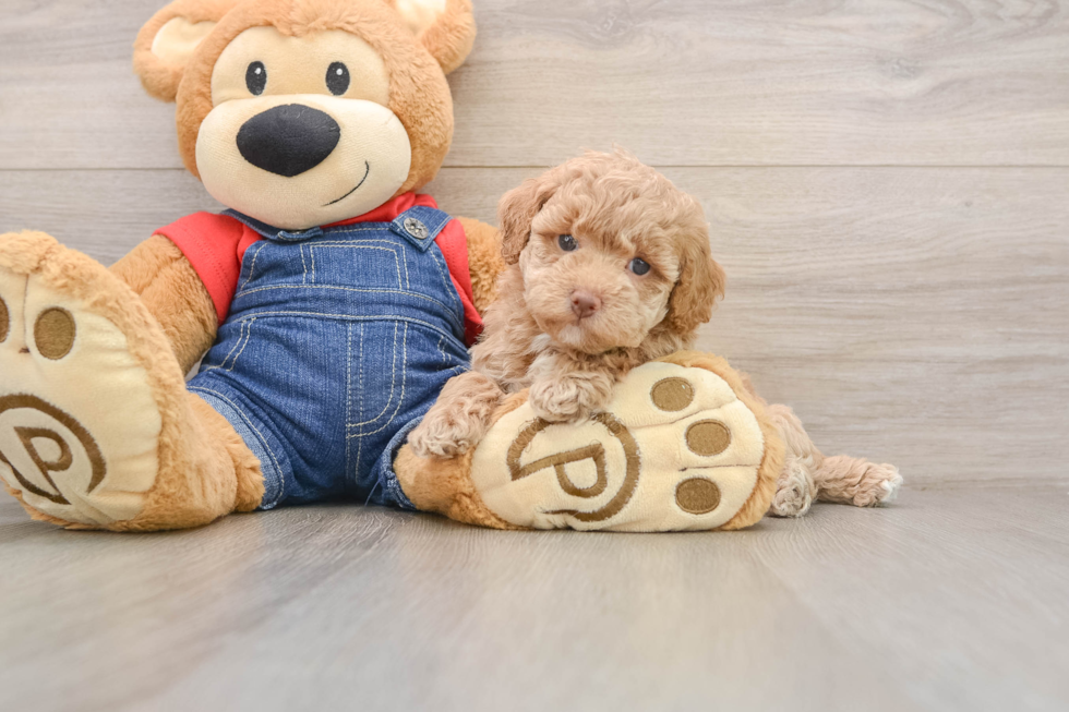 Popular Poodle Purebred Pup