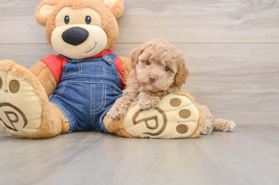 Popular Poodle Purebred Pup