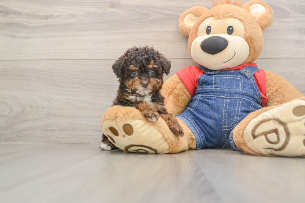 Hypoallergenic Poodle Baby