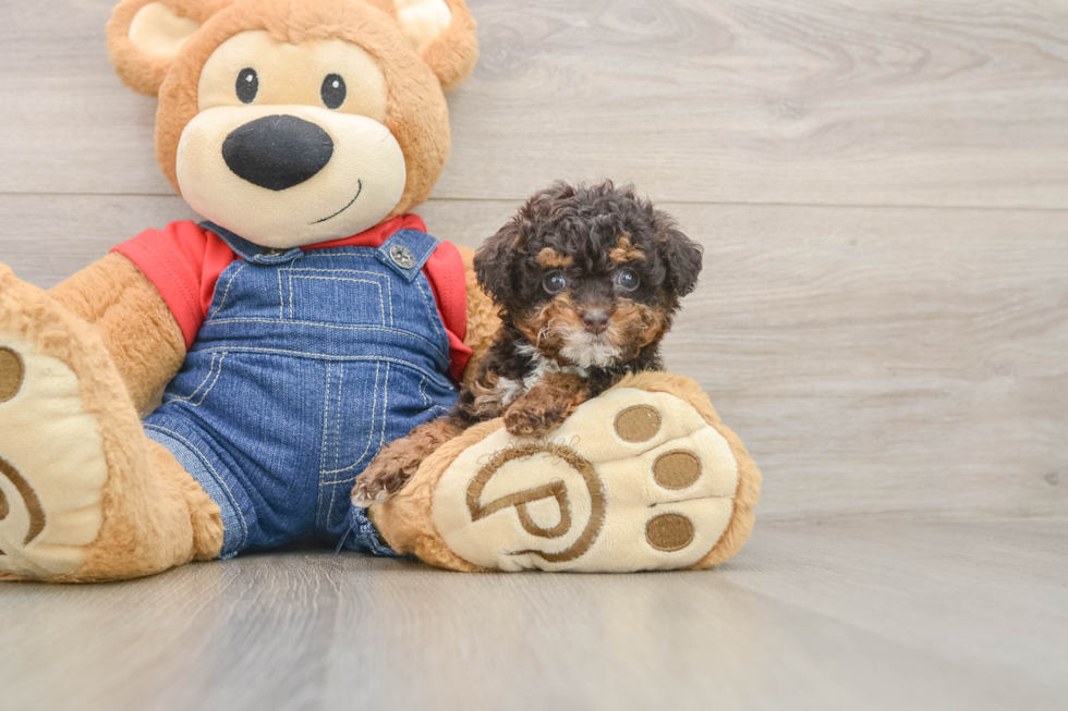 Poodle Pup Being Cute