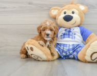 8 week old Poodle Puppy For Sale - Florida Fur Babies