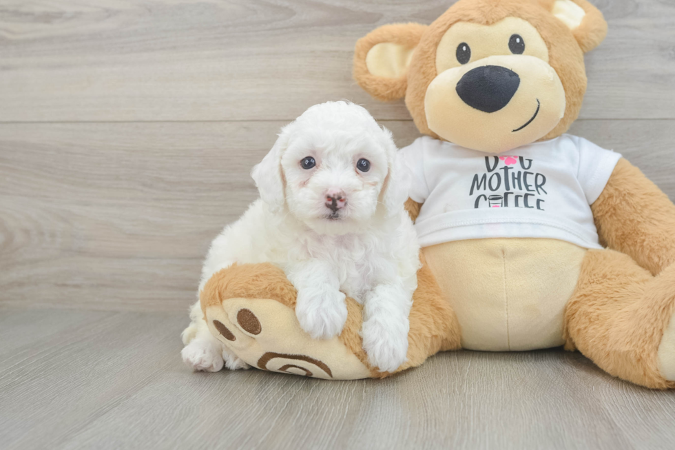 Best Poodle Baby