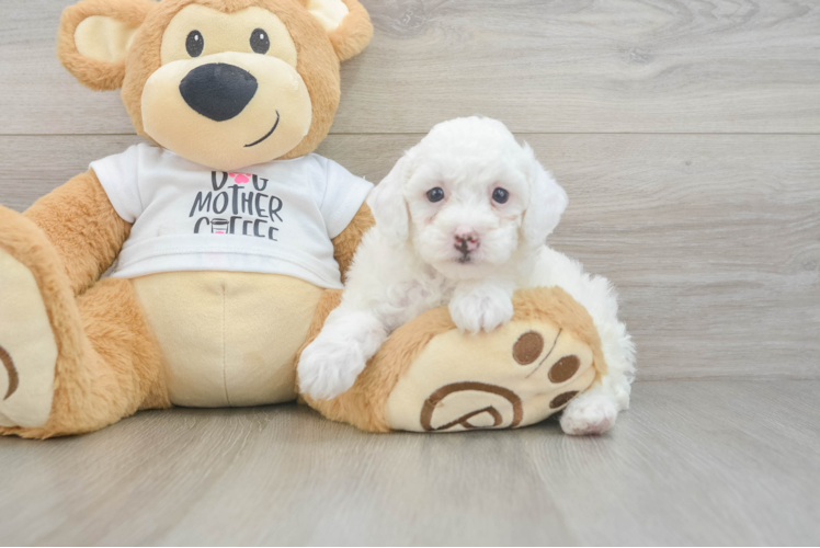 Akc Registered Poodle Baby