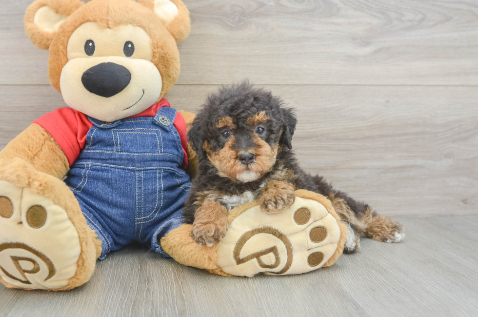 6 week old Poodle Puppy For Sale - Florida Fur Babies