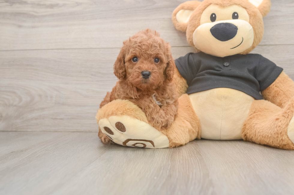 5 week old Poodle Puppy For Sale - Florida Fur Babies