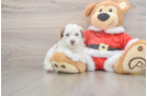 Small Poodle Purebred Pup