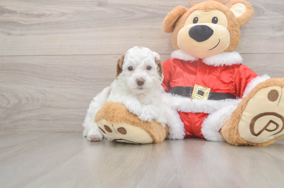 5 week old Poodle Puppy For Sale - Florida Fur Babies