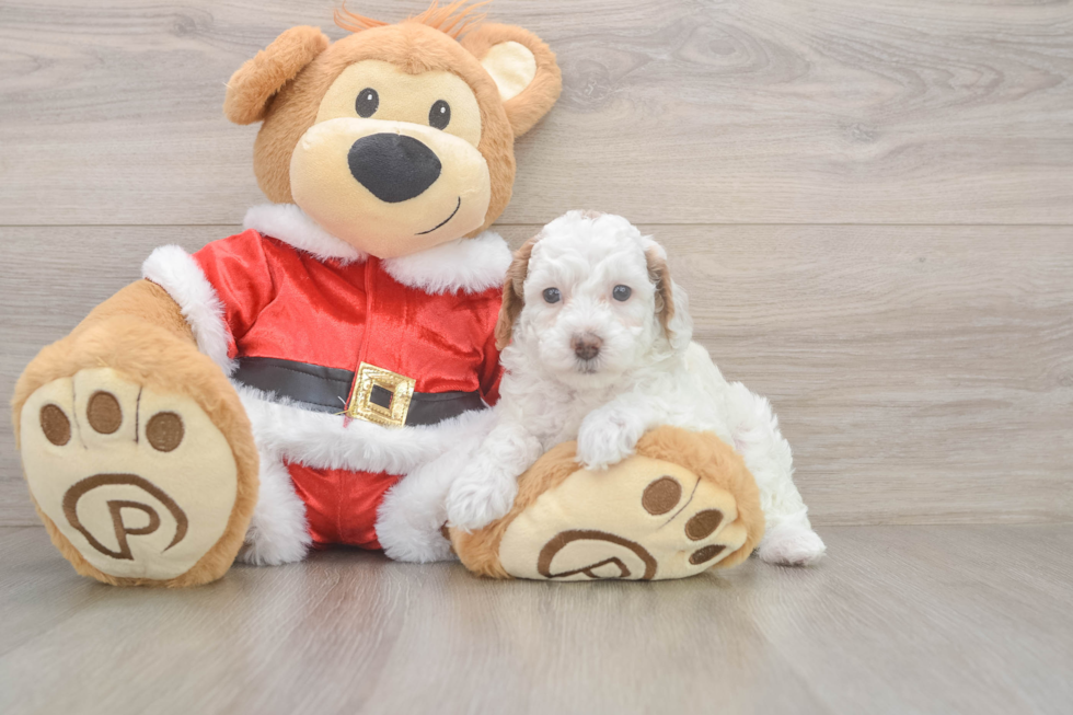 Cute Caniche Purebred Puppy