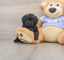 7 week old Poodle Puppy For Sale - Florida Fur Babies