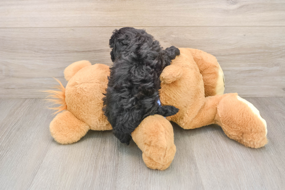 Poodle Puppy for Adoption