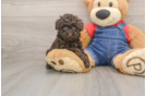 Best Poodle Baby
