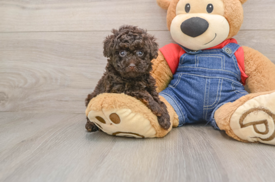 Best Poodle Baby