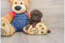 Hypoallergenic Poodle Purebred Pup