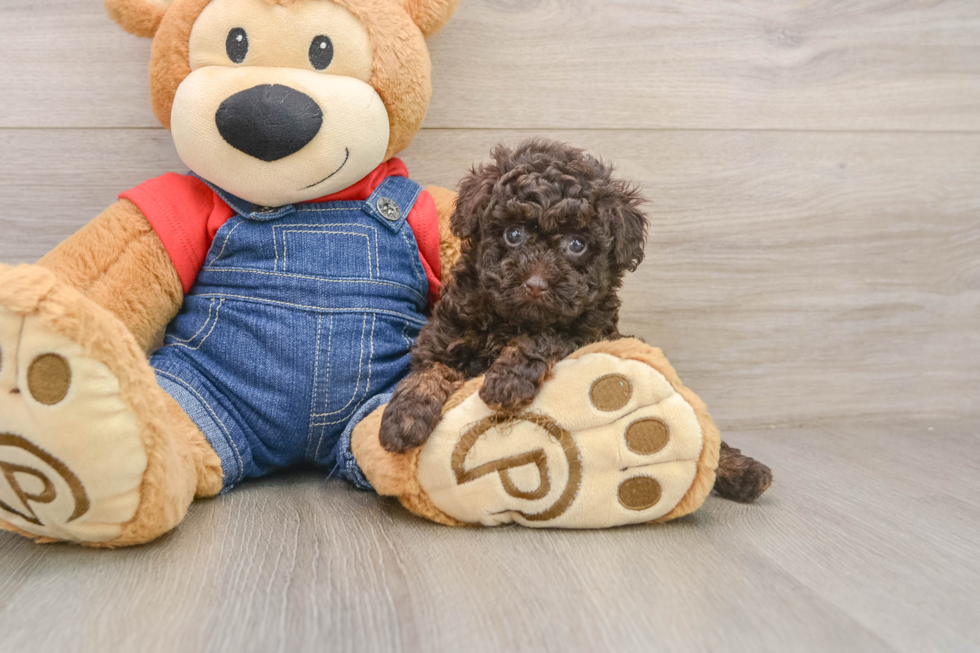 Hypoallergenic Poodle Purebred Pup
