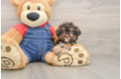Best Poodle Baby