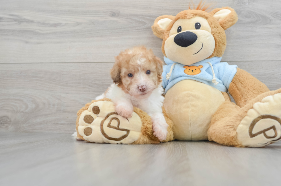 Available Puppies - Mini Poodle Puppies  Toy poodle puppies, Mini poodle  puppy, Toy poodle puppy