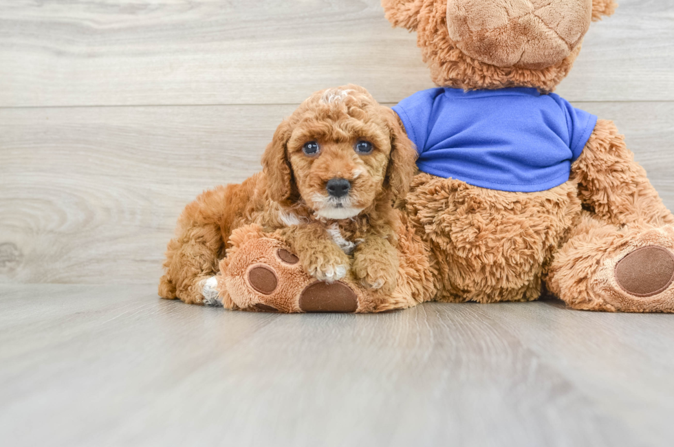 6 week old Poodle Puppy For Sale - Florida Fur Babies