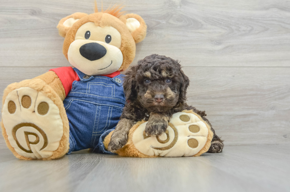 5 week old Poodle Puppy For Sale - Florida Fur Babies