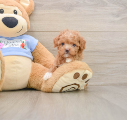5 week old Poodle Puppy For Sale - Florida Fur Babies