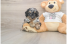 Best Poodle Baby