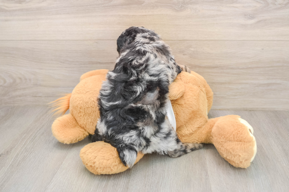 Poodle Pup Being Cute