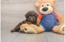 Best Poodle Baby