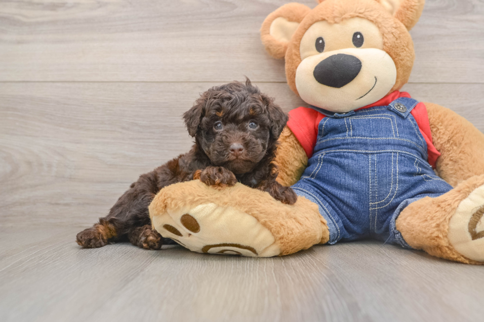 Best Poodle Baby