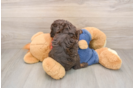 Poodle Pup Being Cute