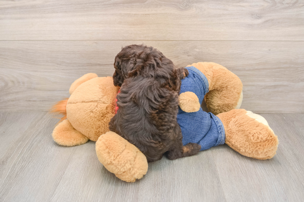 Poodle Pup Being Cute