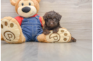 Best Poodle Baby