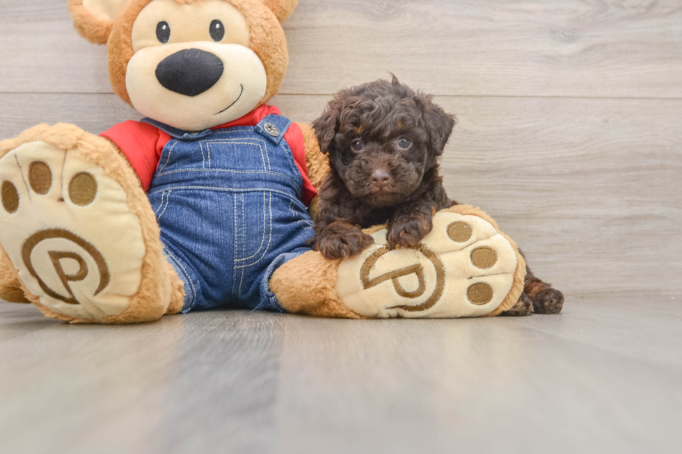 Best Poodle Baby