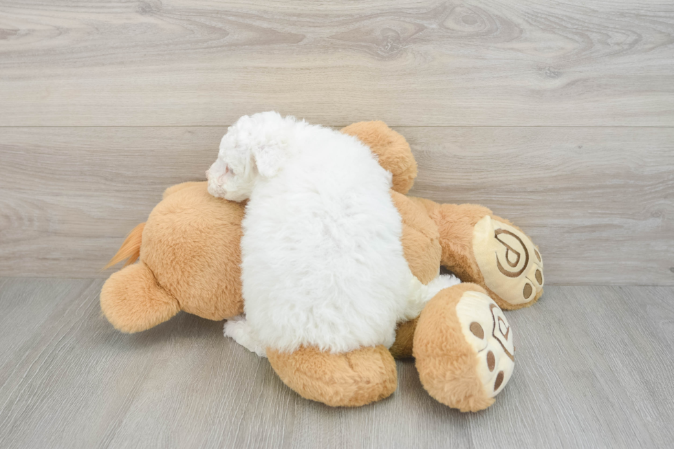 Poodle Pup Being Cute