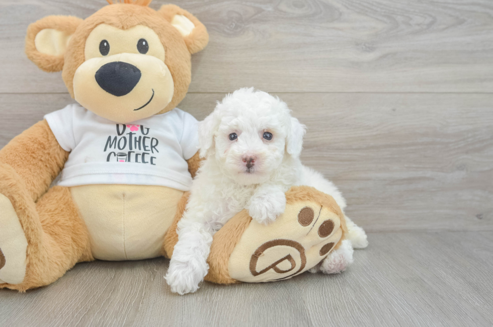 6 week old Poodle Puppy For Sale - Florida Fur Babies