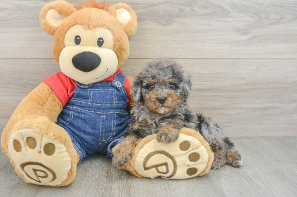 6 week old Poodle Puppy For Sale - Florida Fur Babies