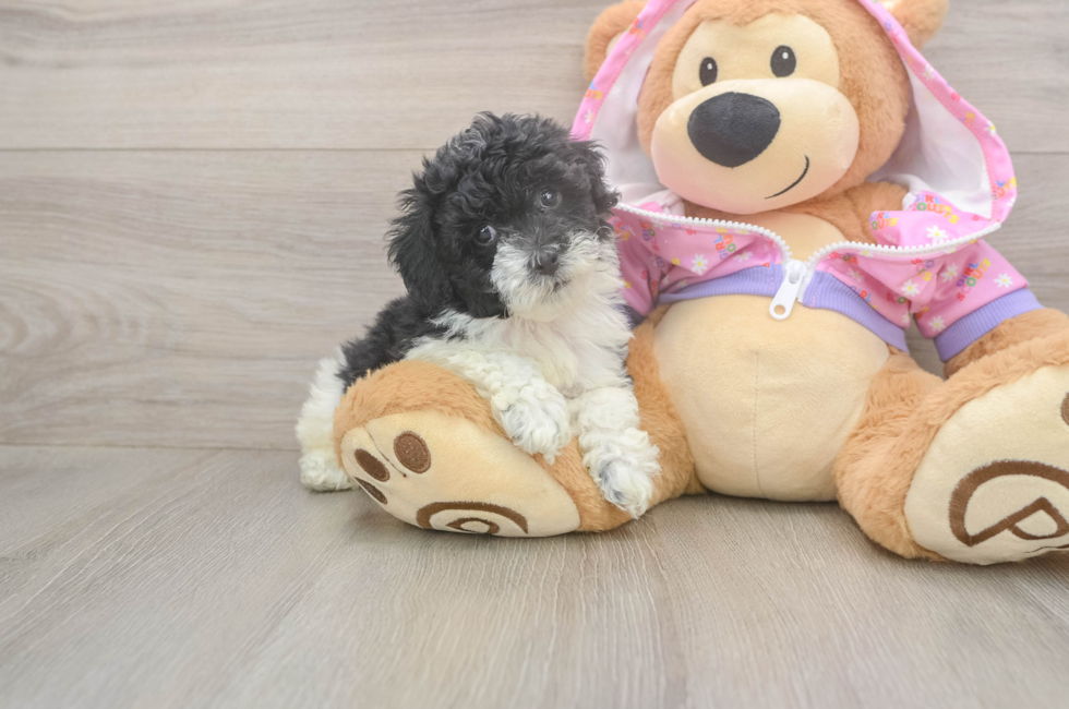 5 week old Poodle Puppy For Sale - Florida Fur Babies