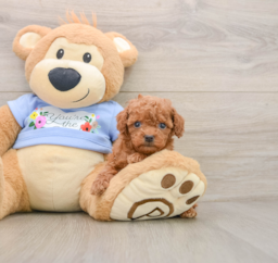 6 week old Poodle Puppy For Sale - Florida Fur Babies