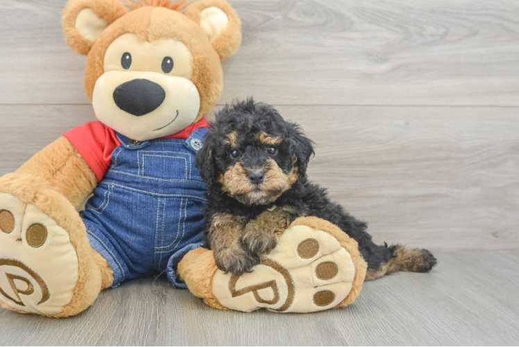 Hypoallergenic Poodle Baby