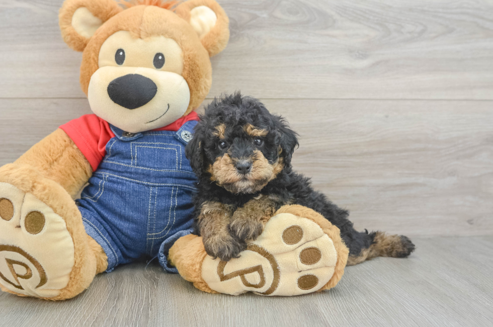 5 week old Poodle Puppy For Sale - Florida Fur Babies