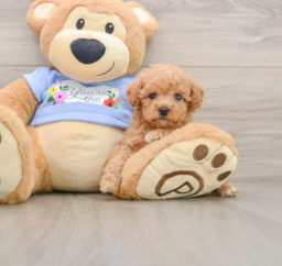 6 week old Poodle Puppy For Sale - Florida Fur Babies