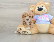 5 week old Poodle Puppy For Sale - Florida Fur Babies