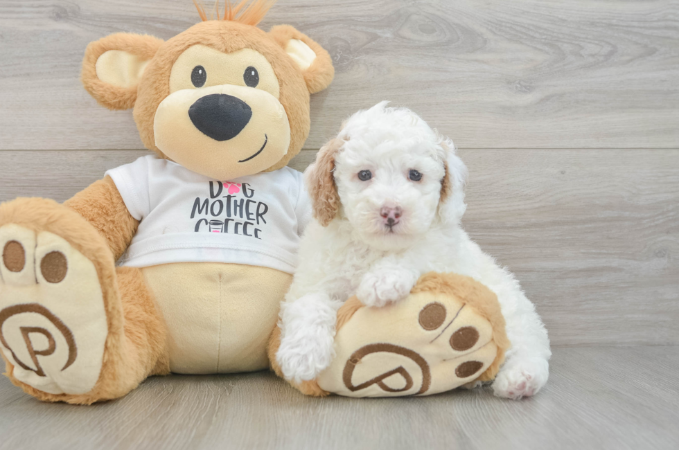 6 week old Poodle Puppy For Sale - Florida Fur Babies
