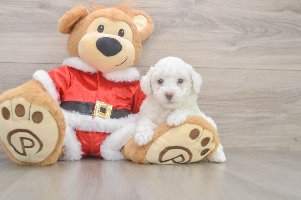 5 week old Poodle Puppy For Sale - Florida Fur Babies