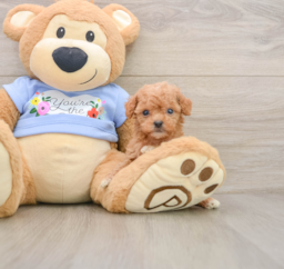 6 week old Poodle Puppy For Sale - Florida Fur Babies