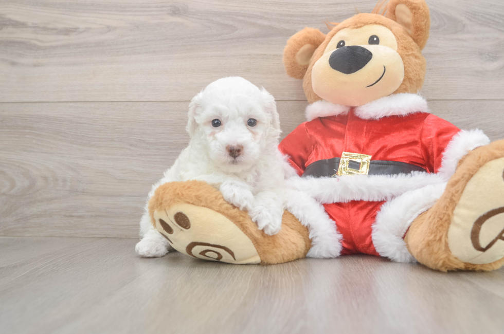 5 week old Poodle Puppy For Sale - Florida Fur Babies