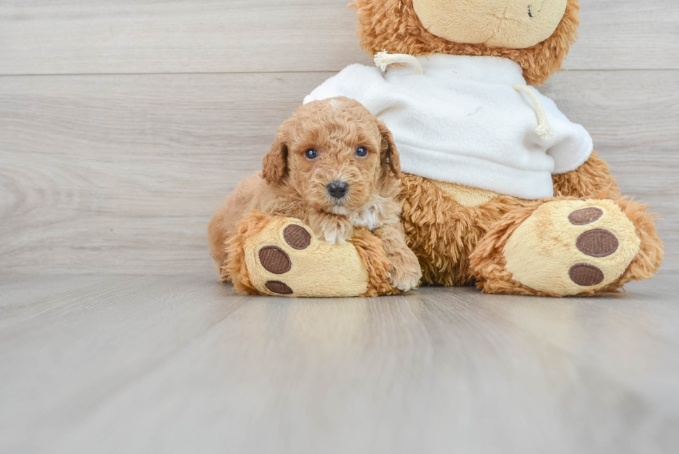 Little Poodle Purebred Pup