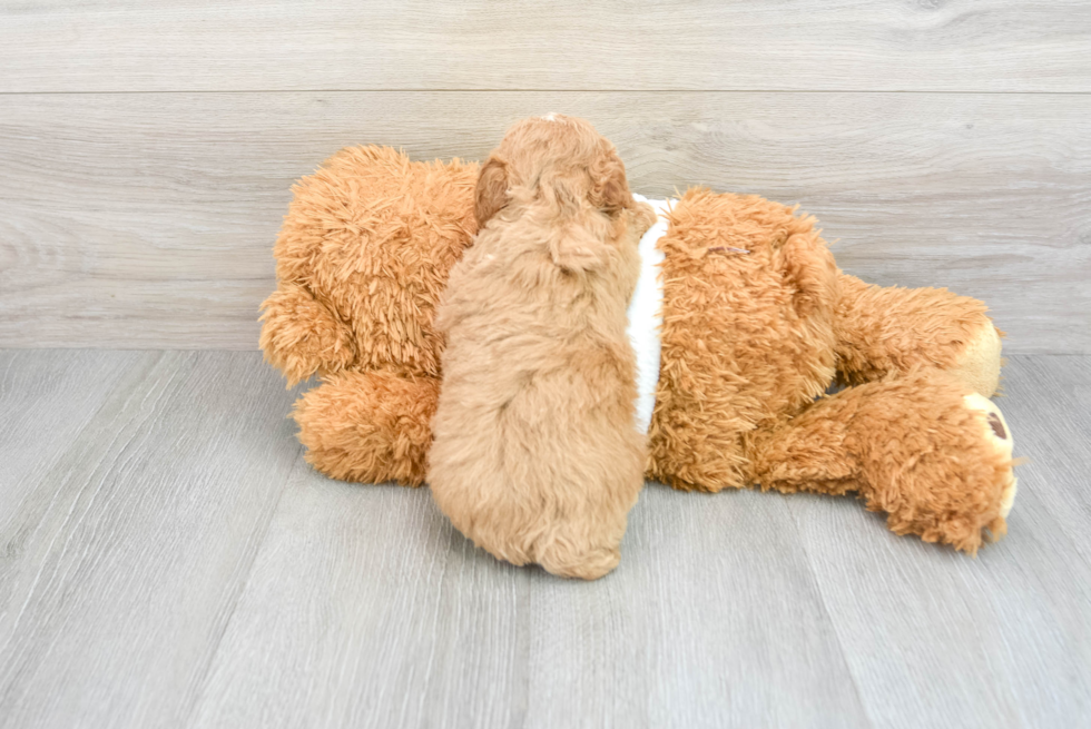 Poodle Puppy for Adoption