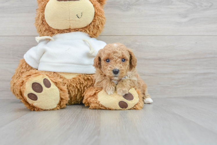 Best Poodle Baby
