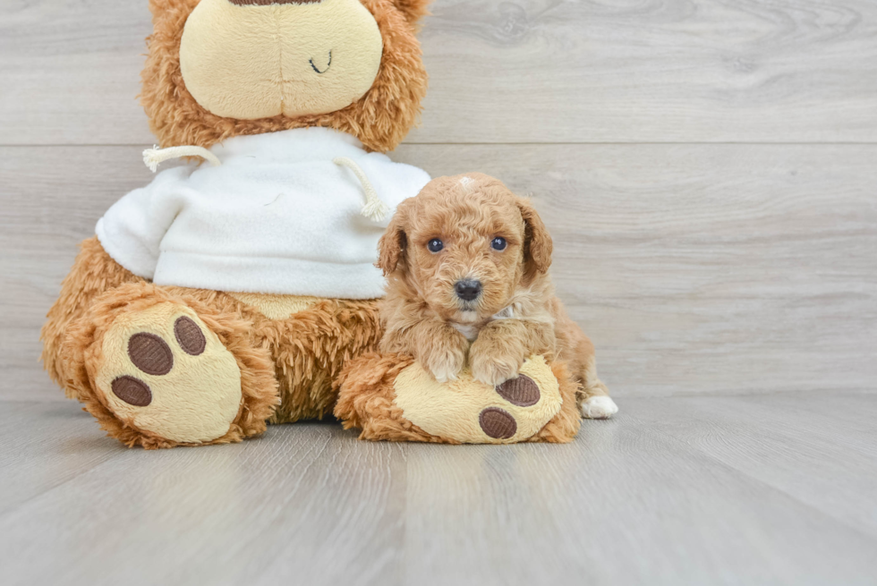 Best Poodle Baby