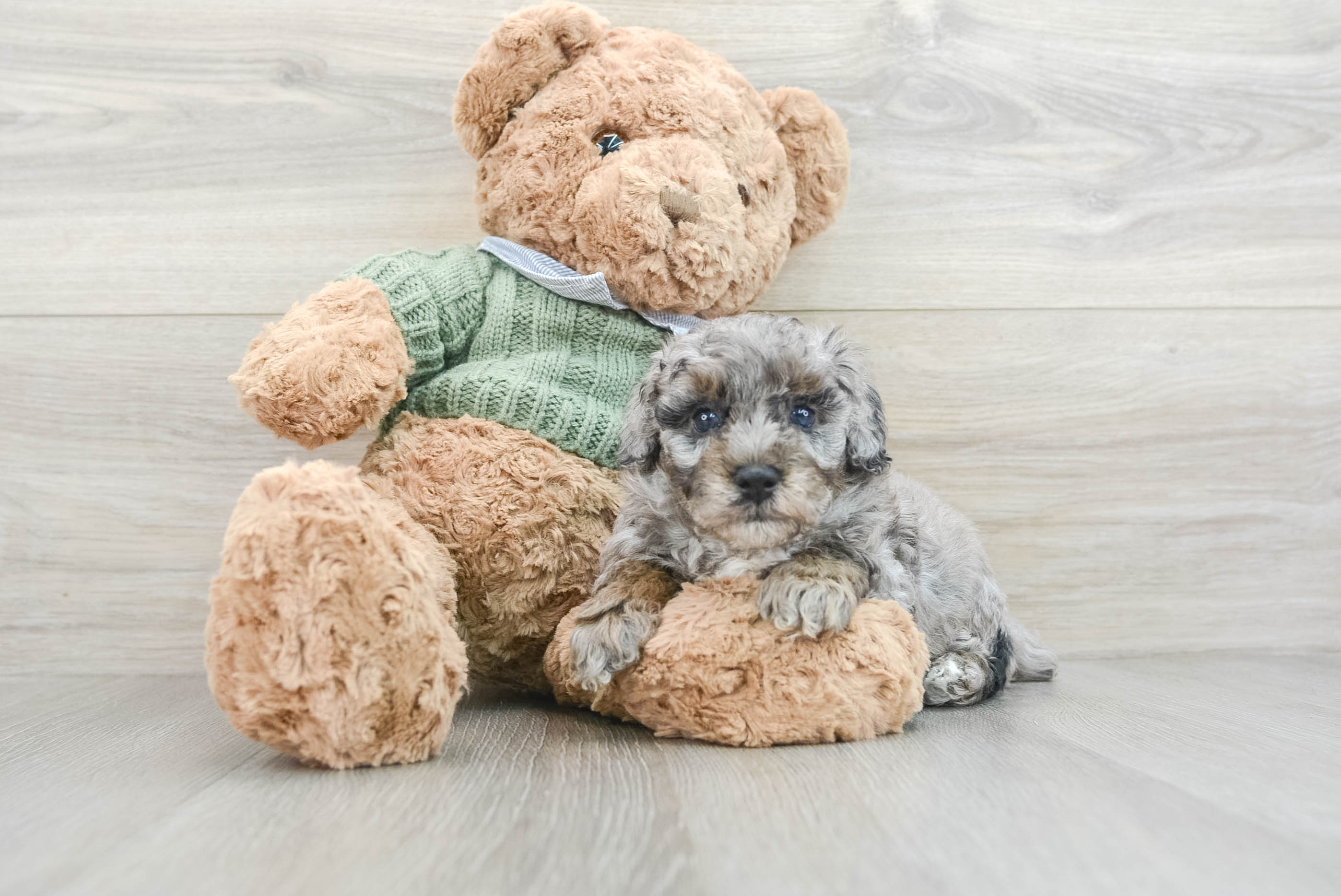 Best Poodle Baby