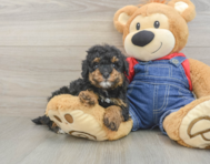 8 week old Poodle Puppy For Sale - Florida Fur Babies